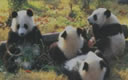 一年级语文下册第五章动物第2课《大熊猫》