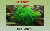 七年级生物上册第三单元第一章第一节《藻类、苔藓和蕨类植物》
