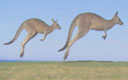 四年级英语下册 Module 9 Unit 2《Kangaroos live in Australia》